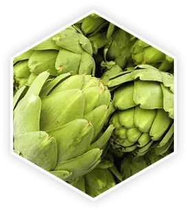 Artichoke Extract 24