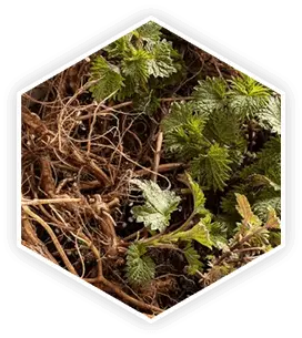 Nettle Root 27,28