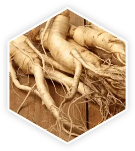 Panax Ginseng 20,21
